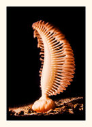 Sea Pen
