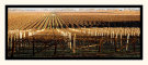 Winter Wine Land