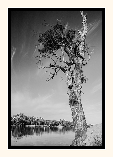 Old Gum Tree and Houseboat