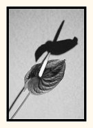 Antherium And Shadow