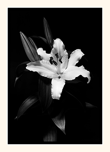 Oriental Lilly