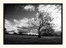 Treemendous