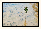 New Life
