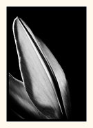 The Petal