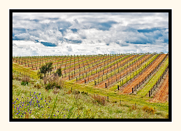 Cloudy Vines