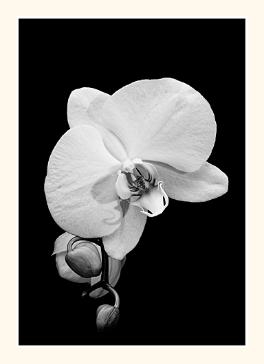 Phalaenopsis Beauty