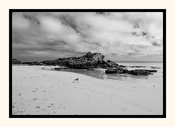 Lone Gull