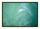 Submersed I