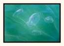 Submersed II