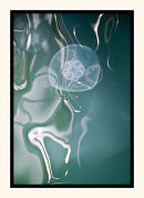 A Reflection On Jellyfish