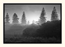 Misty Morning