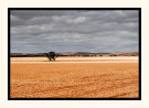 After The Harvest