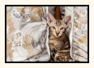 Between the Pillows with Attitude