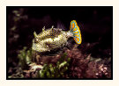 Cowfish