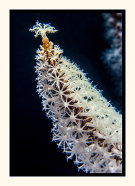 Soft Coral