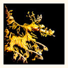 Leafy Sea Dragon
