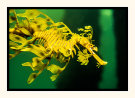 Leafy Sea Dragon