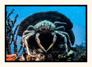Spider Crab
