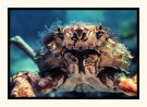 Spider Crab