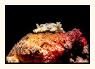 Nudibranch