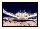 Blue Swimmer Crab