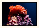 Nudibranch
