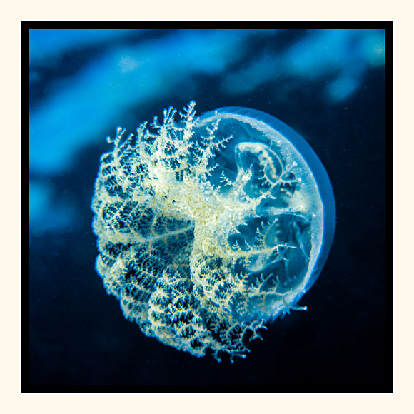 Beautiful Jelly Fish