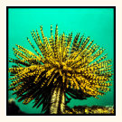 Feather Duster Tube Worm
