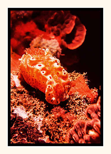 Nudibranch