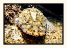 Flathead