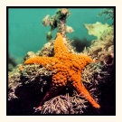 Star Beauty