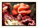 Blenny