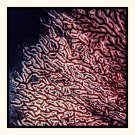 Backlit Gorgonian