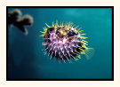 Porcupine Fish