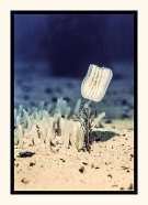 Sea Tulip