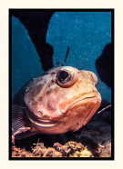 Gurnard