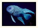Blue Devil