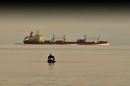 "The Cormorant"