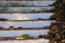 ++SOLD++ "Fallen leaves"
