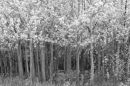 "Infrared Forest"
