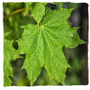"Morning Rain"