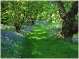 Bluebell Walk