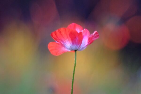 A Single poppy