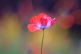 A Single poppy