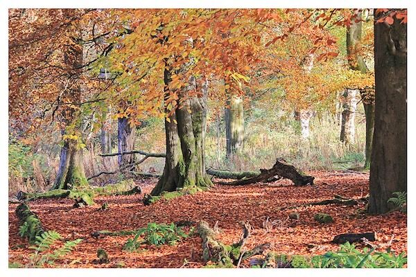 Autumn Colours Polkemmet Park