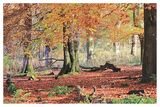 Autumn Colours Polkemmet Park