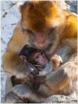 Barbary Ape - Mum and Baby