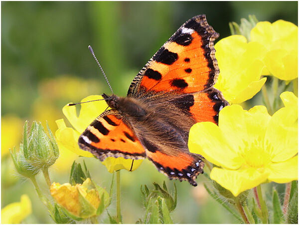 Butterfly