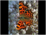 Comma Butterfly
