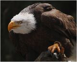 Eagle IMG 5385